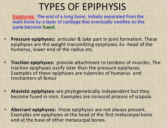 Types of Epiphysis