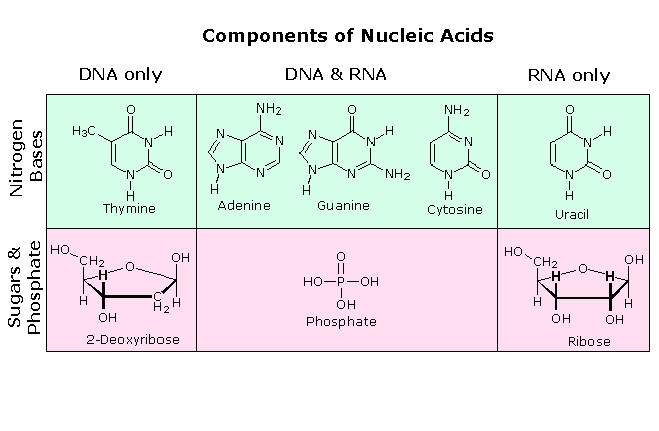 Components of Nucleic Acids