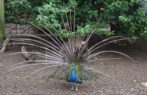 Peacock with fanned feather stems
