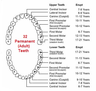 Chart of permanent teeth