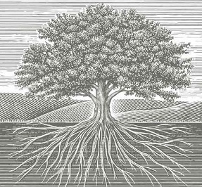 Tree and root illustration