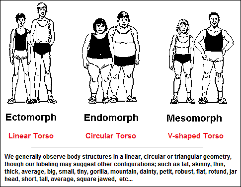 Three body types