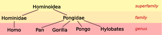 Hominoid Taxonomy image 1