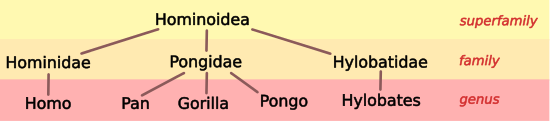 Hominoid Taxonomy image 2