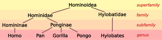 Hominoid Taxonomy image 3