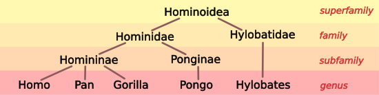 Hominoid Taxonomy image 4