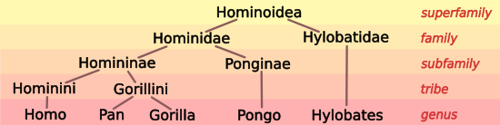 Hominoid Taxonomy image 5