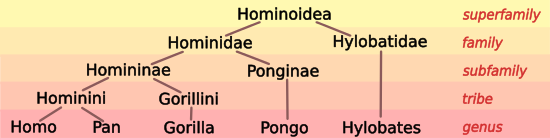 Hominoid Taxonomy image 6