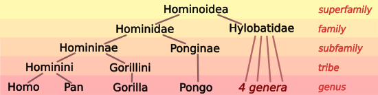 Hominoid Taxonomy image 7
