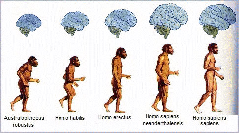 Examples of Homo