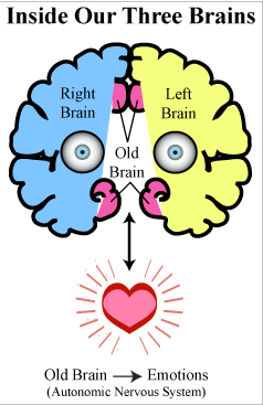 Inside our three brains