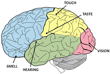 The brain viewed in terms of common senses