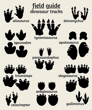 dinosaur footprints image 2
