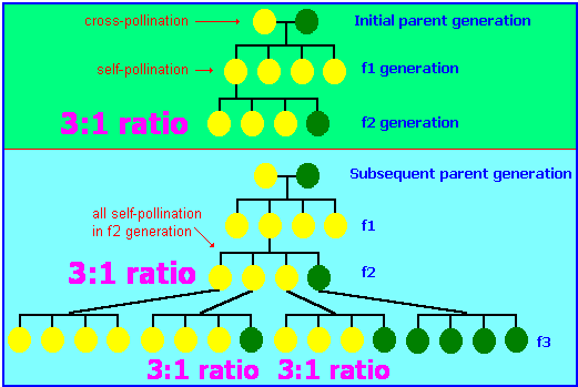Mendelian inheritance 3 to 1 ratio