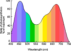 action spectrum for photosynthesis