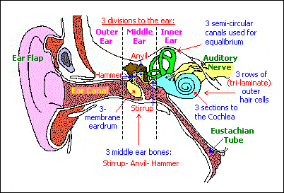 describing patterns of three associated with the human ear