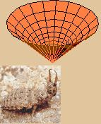 antlion and pit