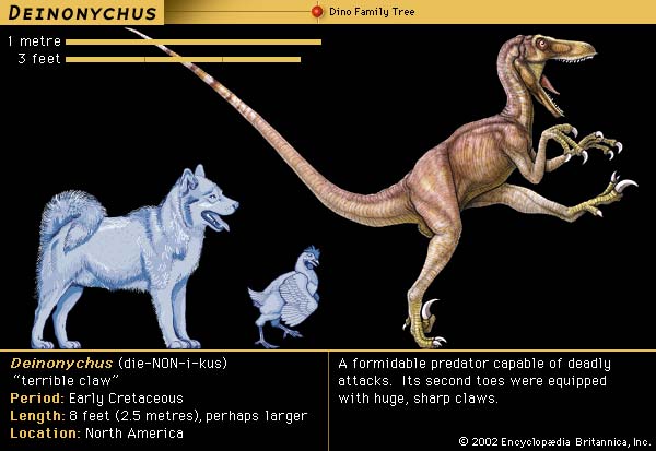 The Dinosaur Deinonychus