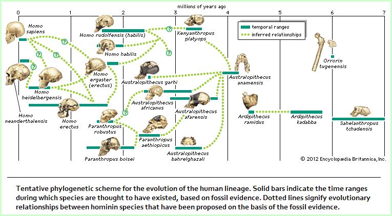 Tentative phylogenetic diagram of Hominidae