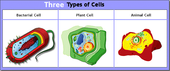 Three types of cells perspective
