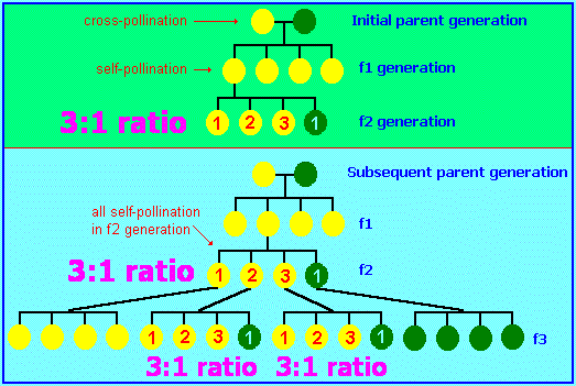 3 to 1 ratio image in a biology context