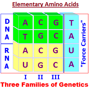 Elementary Amino Acids