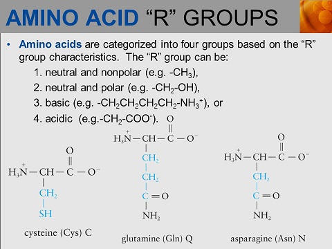 Amino acid R groups