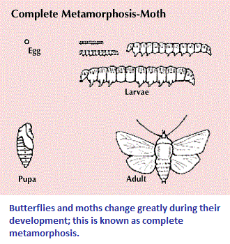 Example of complete metamorphosis