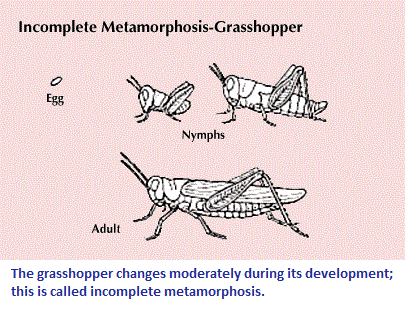 Example of incomplete metamorphosis
