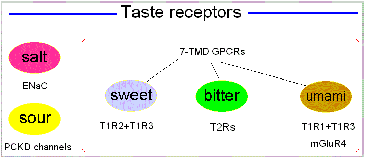 Three plus two taste receptors