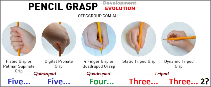 Like the horse, the 3rd finger in humans becomes prominent Development of pencil grasp as a portrait of evolution