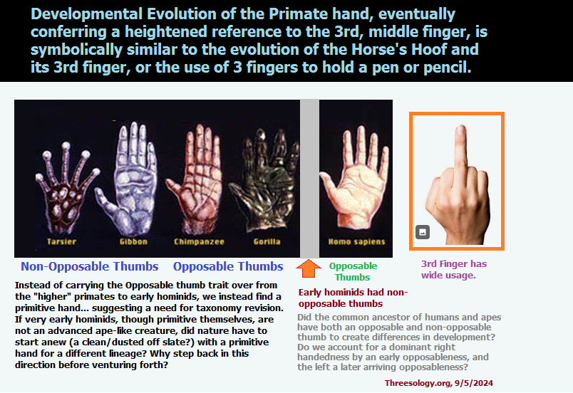 How the usage of the primate hand has developed Developmental usage of the Primate hand