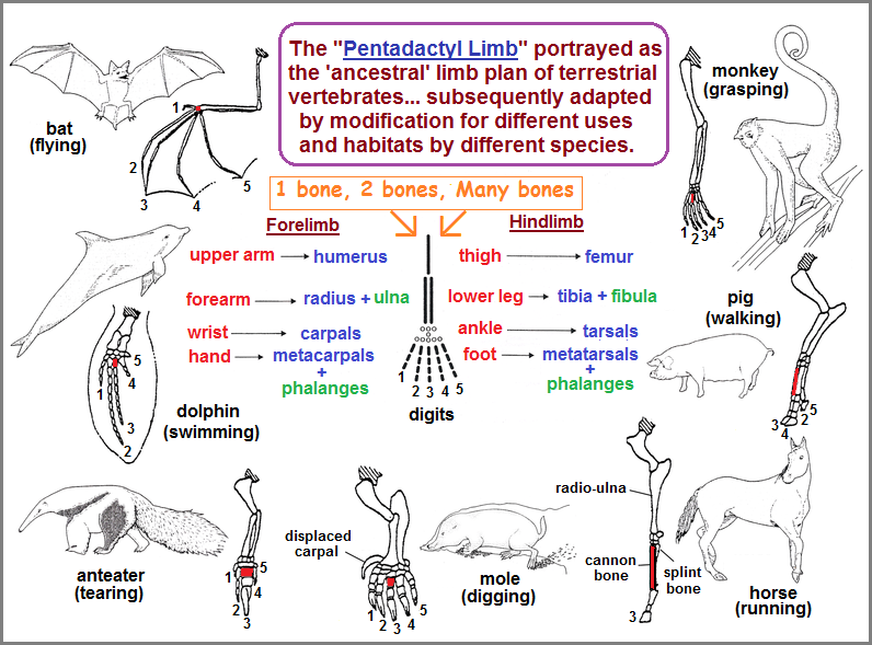 Various animals exhibiting the pentactyl limb Pentadactyl Limb examples