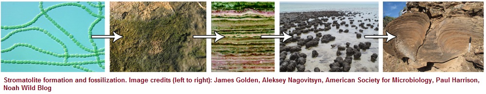 Stromatolite formation and fossilization