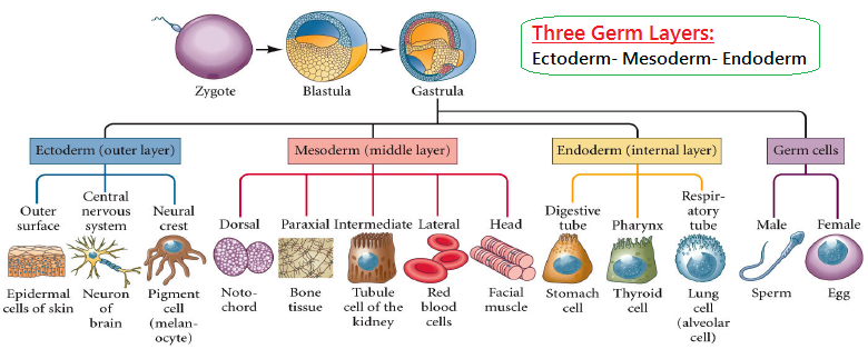3 in 1 (overlapping) Germ Layers 3 in 1 (overlapping) Germ Layers