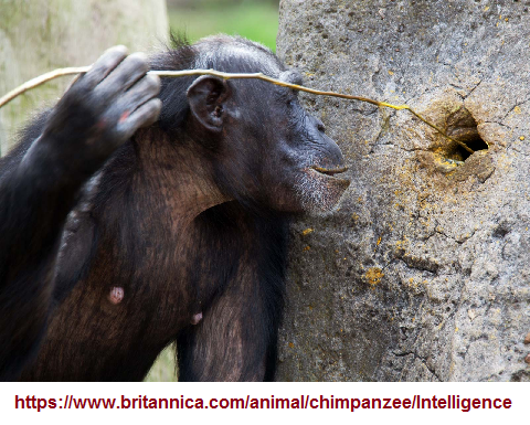 Chimpanzee_tool_usage (411K)