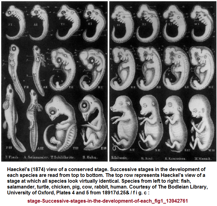 Haeckels_images (466K)