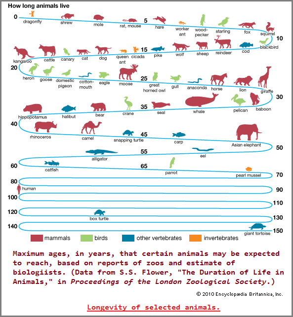 How long some animals live under today's conditions