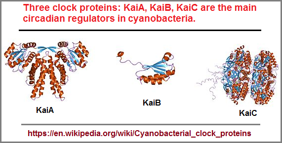 3 main circadian regulators in Cyanobacteria