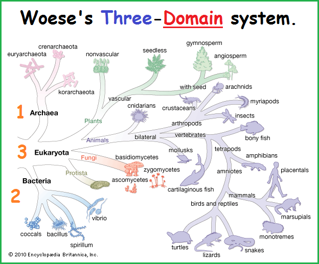 Woese's three domain system of life