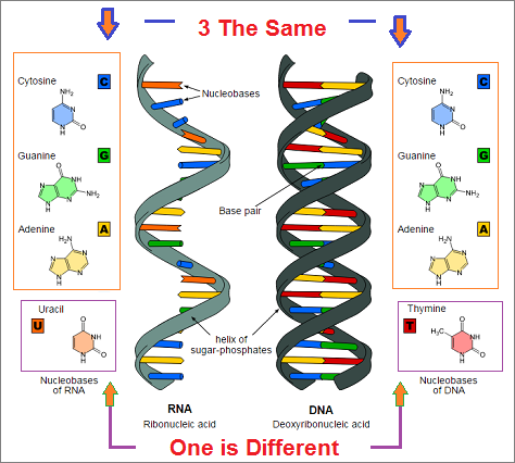 3 to 1 ratio in DNA and RNA