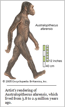 Australopitheus afarensis