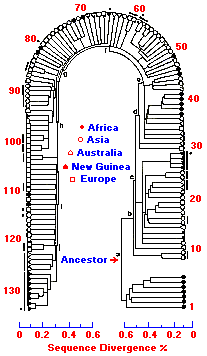 mtDNA Map