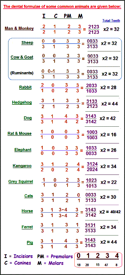 Dental formula of some mammals