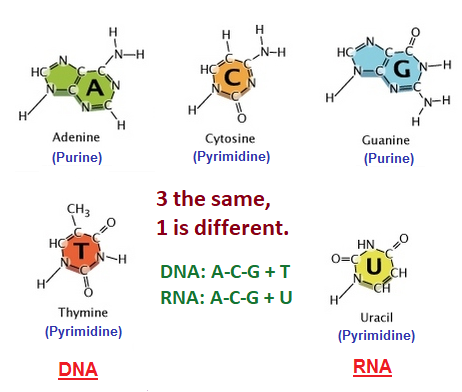 Mendelian genetics revealed a 3 to 1 ratio. 3 to 1 ratio in basic DNA and RNA composition