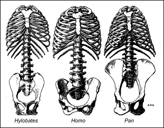 3 skeletal shapes