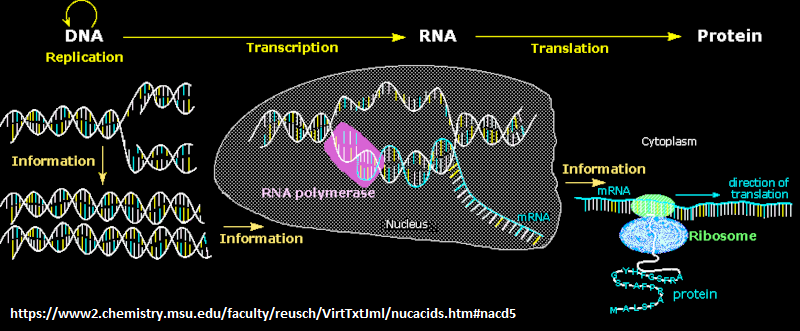 Central dogma old view From DNA to RNA to Protein