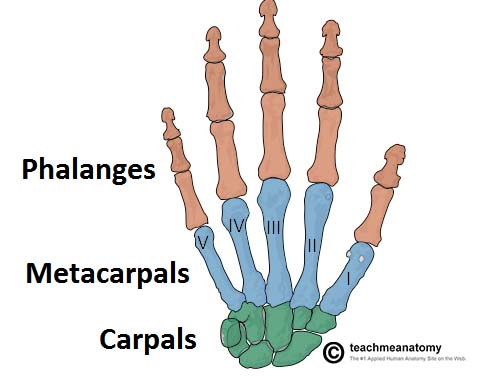 Human hand bones