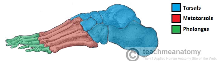 Bones of the Human foot