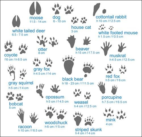 Various animal tracks